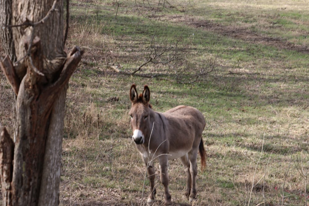 A brown donkey in a field