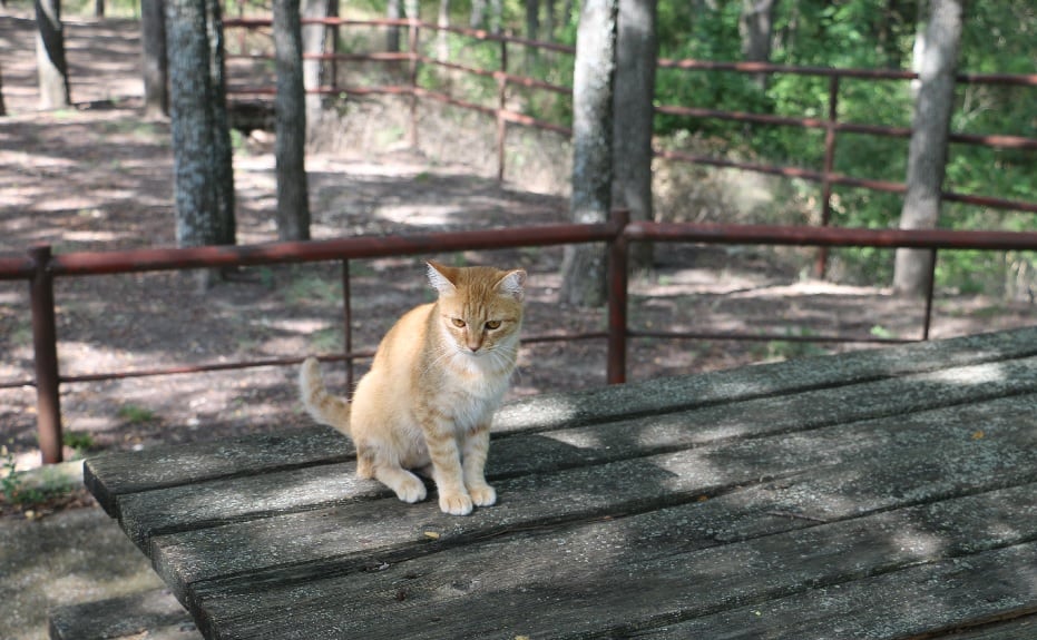 orange tabby kitty at ranch