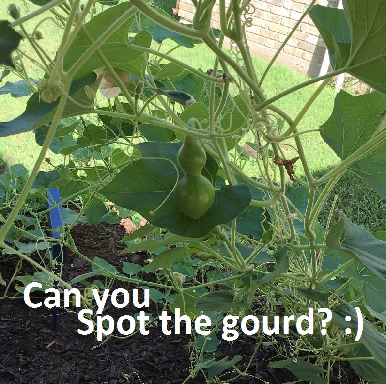 gourd in ranch veggie garden